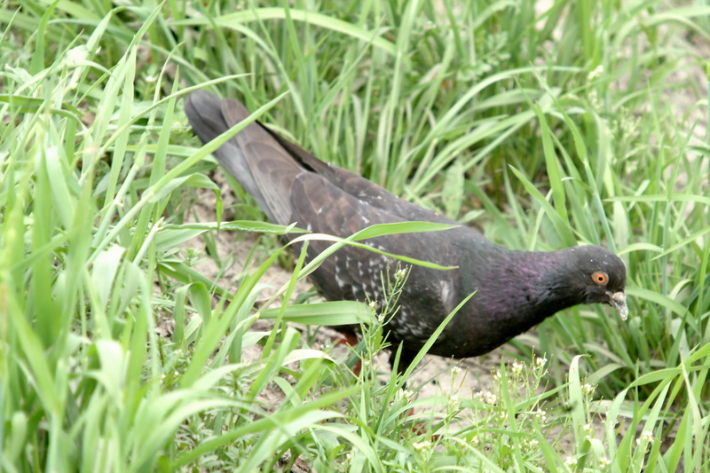 비둘기 Columba livia domestica (Feral Pigeon); DISPLAY FULL IMAGE.