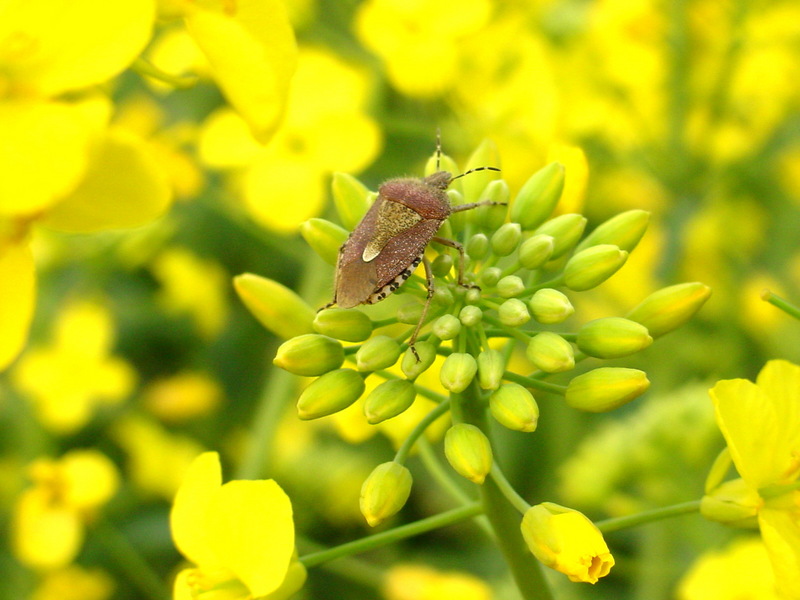 알락수염노린재 Dolycoris baccarum (Sloe Bug); DISPLAY FULL IMAGE.