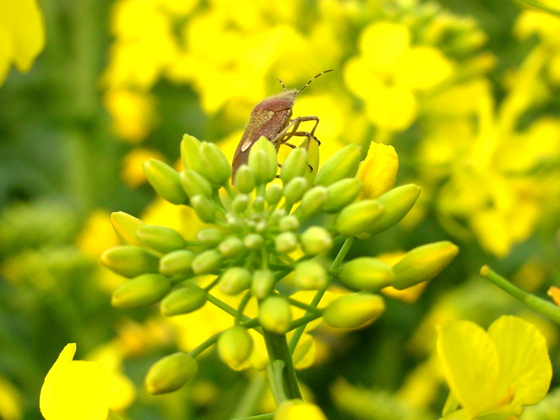 알락수염노린재 Dolycoris baccarum (Sloe Bug); DISPLAY FULL IMAGE.