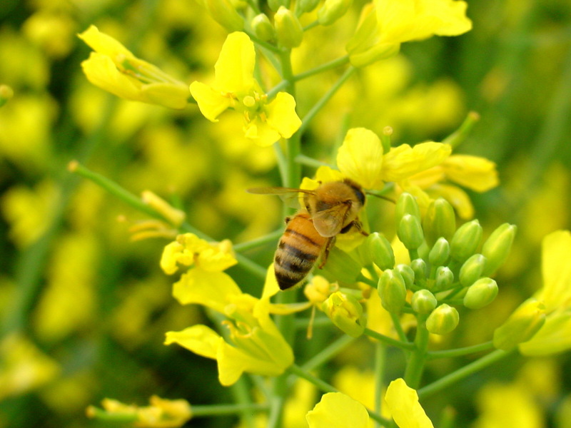 꿀벌(양봉) Apis mellifera (Western Honeybee); DISPLAY FULL IMAGE.