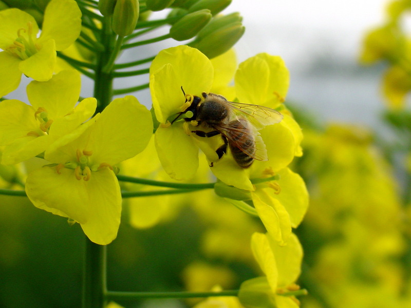 꿀벌(양봉) Apis mellifera (Western Honeybee); DISPLAY FULL IMAGE.