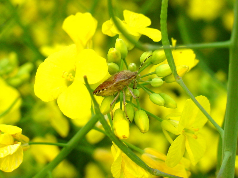 알락수염노린재 Dolycoris baccarum (Sloe Bug); DISPLAY FULL IMAGE.