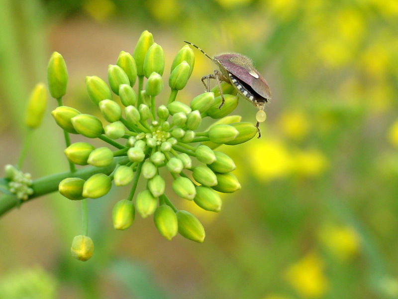 알락수염노린재 Dolycoris baccarum (Sloe Bug); DISPLAY FULL IMAGE.