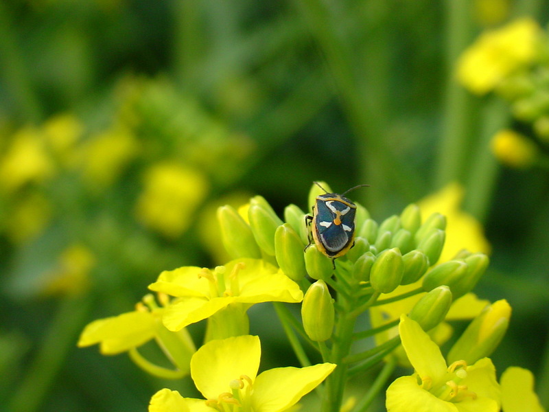 북쪽비단노린재 Eurydema gebleri (Northern Silk Stink Bug); DISPLAY FULL IMAGE.