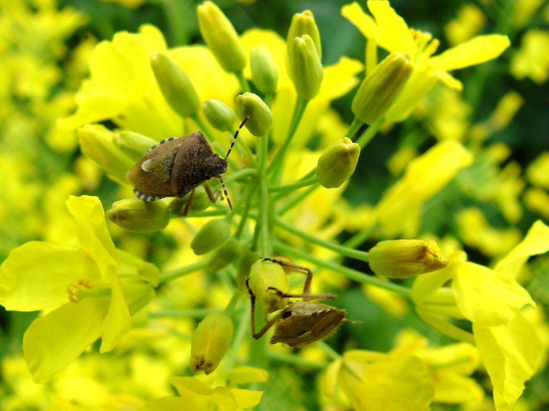알락수염노린재 Dolycoris baccarum (Sloe Bug); DISPLAY FULL IMAGE.