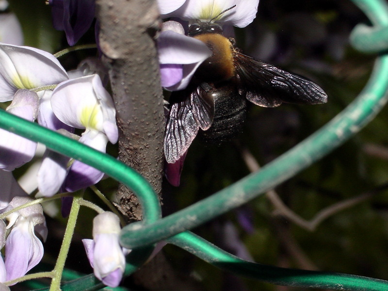 어리호박벌 Xylocopa appendiculata circumvolans (Black Xylocopid); DISPLAY FULL IMAGE.