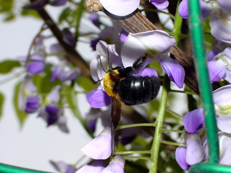 어리호박벌 Xylocopa appendiculata circumvolans (Black Xylocopid); DISPLAY FULL IMAGE.