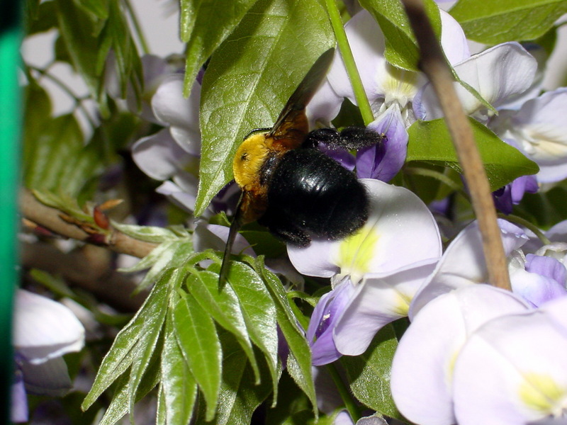 어리호박벌 Xylocopa appendiculata circumvolans (Black Xylocopid); DISPLAY FULL IMAGE.