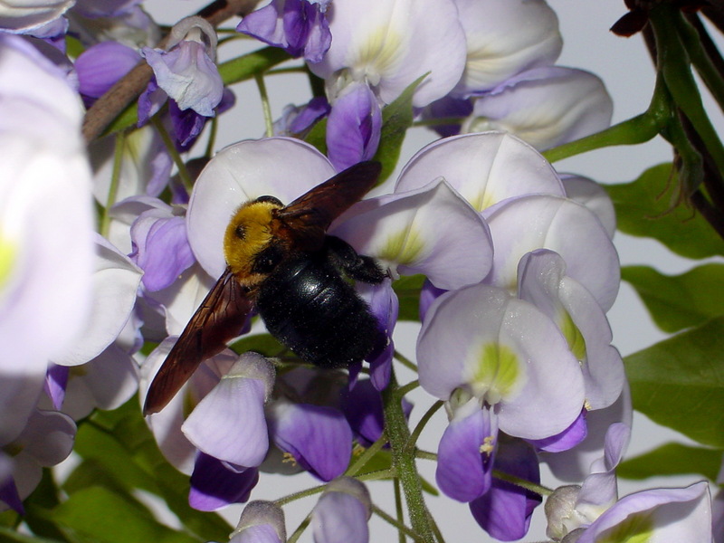 어리호박벌 Xylocopa appendiculata circumvolans (Black Xylocopid); DISPLAY FULL IMAGE.