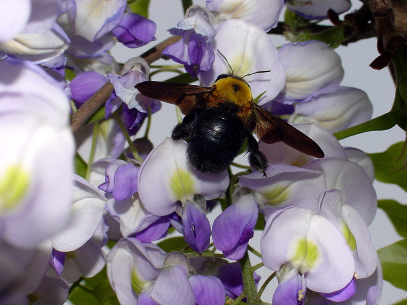 어리호박벌 Xylocopa appendiculata circumvolans (Black Xylocopid); DISPLAY FULL IMAGE.