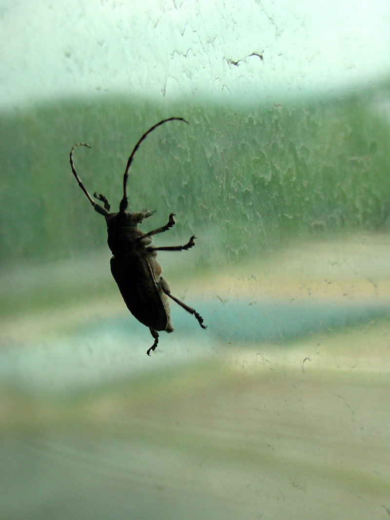 털두꺼비하늘소 Moechotypa diphysis (Hairy Long-horned Toad Beetle); DISPLAY FULL IMAGE.