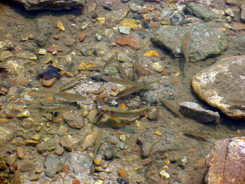 피라미(산란장) Zacco platypus (Pale Chubs); DISPLAY FULL IMAGE.