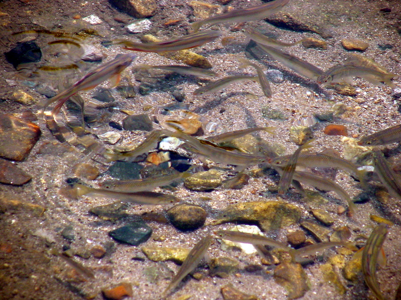 피라미(산란장) Zacco platypus (Pale Chubs); DISPLAY FULL IMAGE.