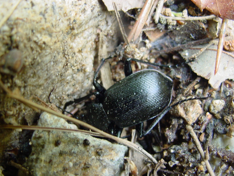 산맴돌이거저리 Plesiophthalmus davidis Fairmaire, 거저리과(Tenebrionidae); DISPLAY FULL IMAGE.