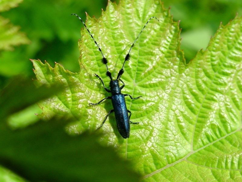 남색초원하늘소 Agapanthia pilicornis (Agapanthia Long-horned Beetle); DISPLAY FULL IMAGE.