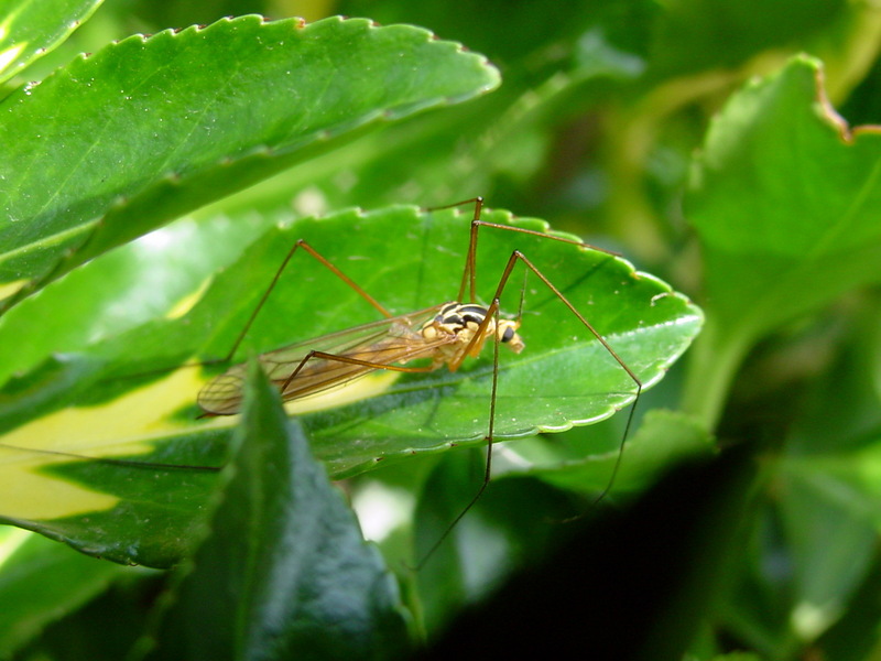 황각다귀 Nephrotoma virgata (Yellow Gnat) / 파리목 각다귀과; DISPLAY FULL IMAGE.