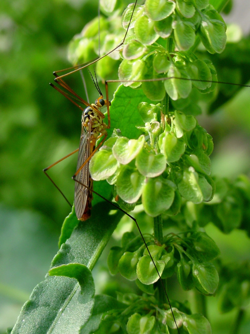 황각다귀 Nephrotoma virgata (Yellow Gnat) / 파리목 각다귀과; DISPLAY FULL IMAGE.