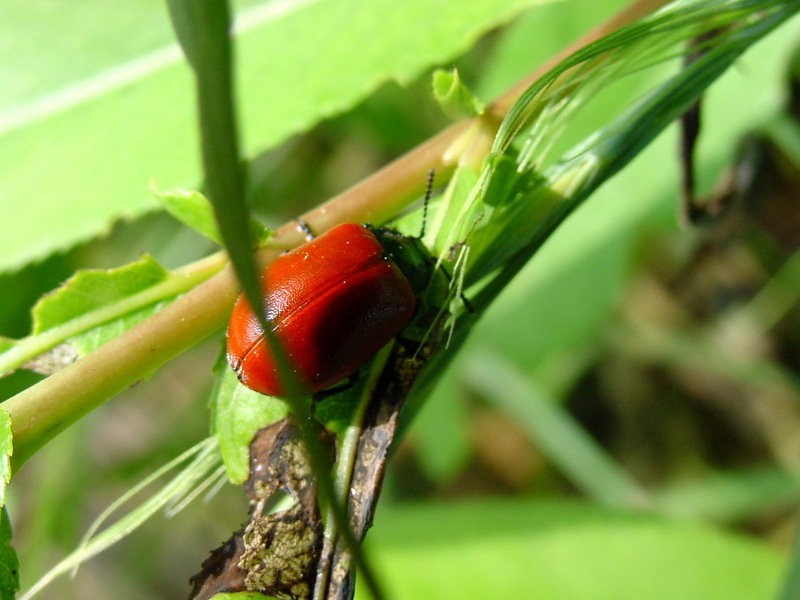 사시나무잎벌레 Chrysomela populi (Red Poplar Leaf Beetle); DISPLAY FULL IMAGE.