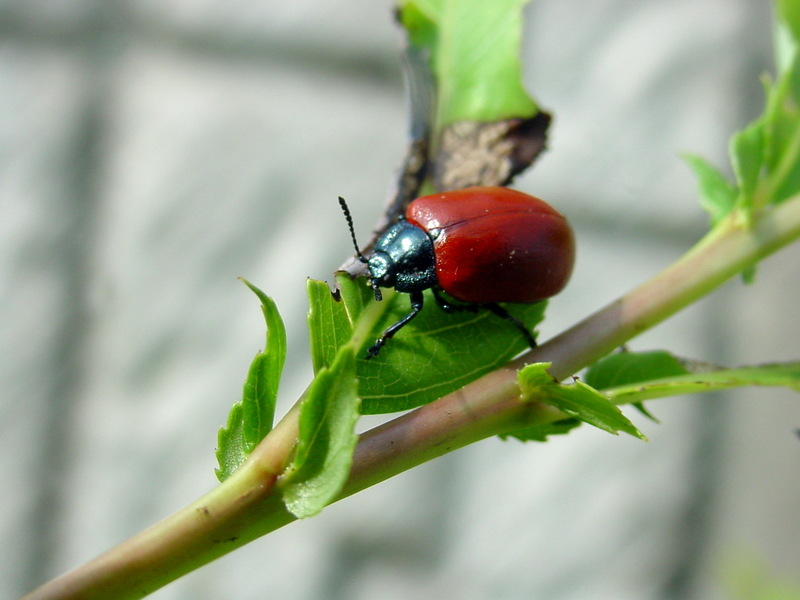 사시나무잎벌레 Chrysomela populi (Red Poplar Leaf Beetle); DISPLAY FULL IMAGE.