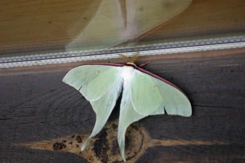 옥색긴꼬리산누에나방 Actias gnoma (long-tailed greenish silk moth); DISPLAY FULL IMAGE.