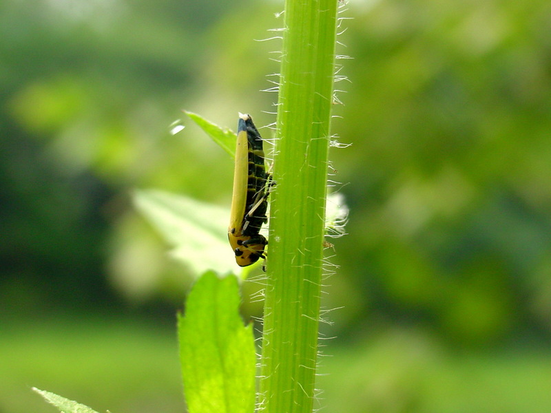 끝검은말매미충 Bothrogonia japonica (Black-tipped leafhopper); DISPLAY FULL IMAGE.