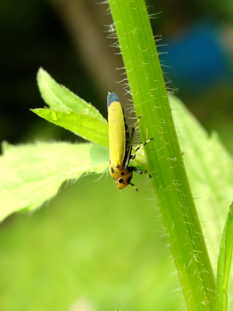 끝검은말매미충 Bothrogonia japonica (Black-tipped leafhopper); DISPLAY FULL IMAGE.