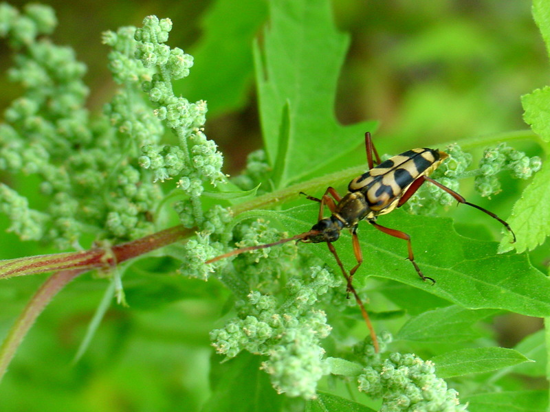 긴알락꽃하늘소 Leptura arcuata (Yellow-banded Longicorn Beetle); DISPLAY FULL IMAGE.