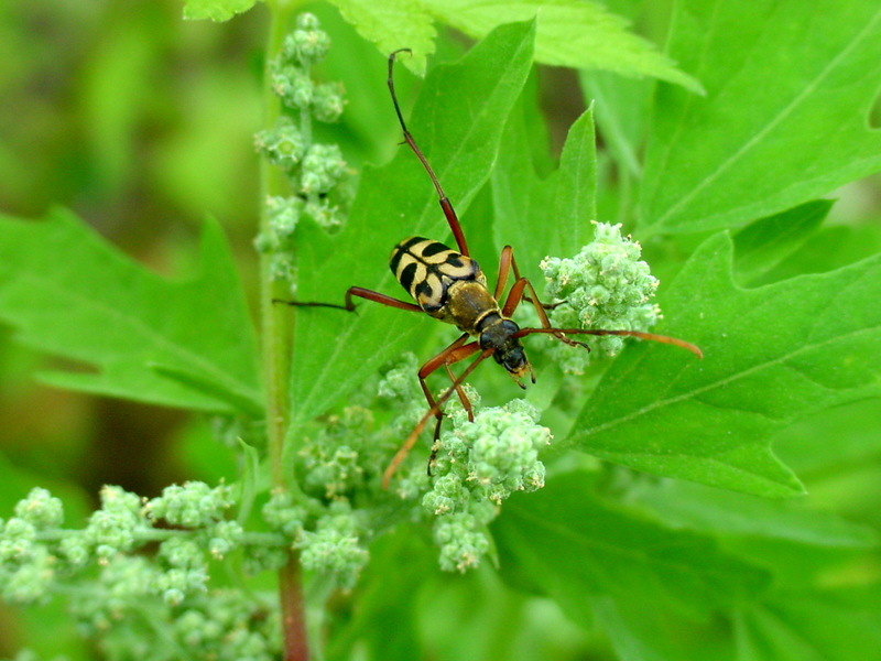 긴알락꽃하늘소 Leptura arcuata (Yellow-banded Longicorn Beetle); DISPLAY FULL IMAGE.