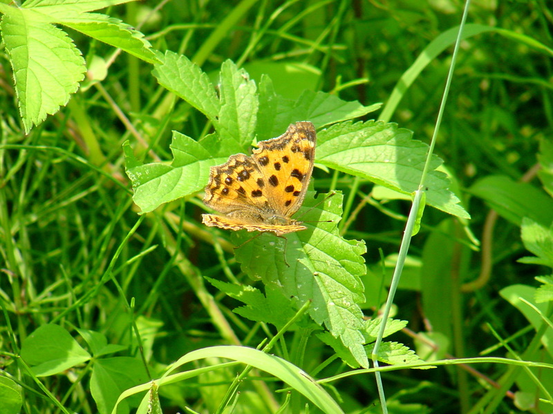 네발나비 Polygonia c-aureum (Asian Comma Butterfly); DISPLAY FULL IMAGE.