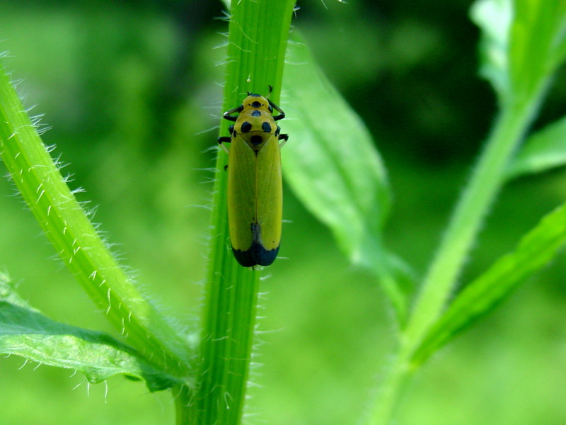끝검은말매미충 Bothrogonia japonica (Black-tipped leafhopper); DISPLAY FULL IMAGE.