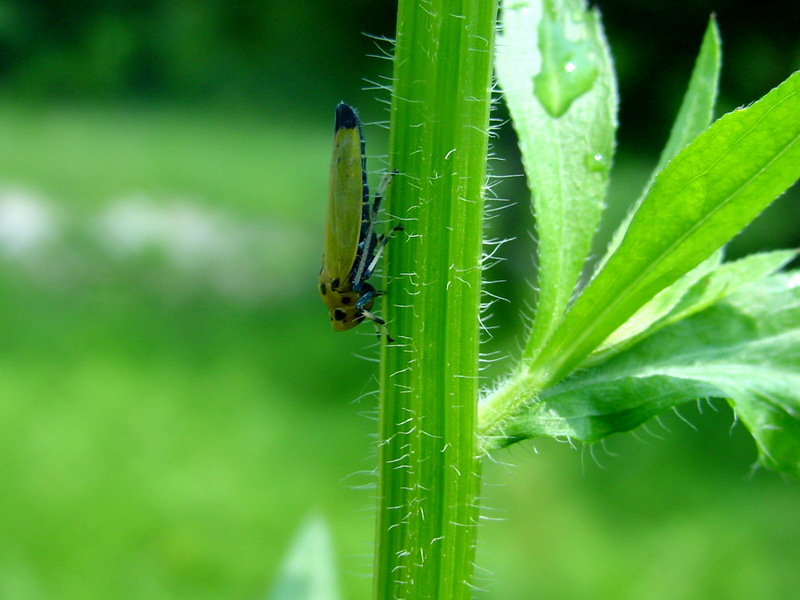 끝검은말매미충 Bothrogonia japonica (Black-tipped leafhopper); DISPLAY FULL IMAGE.