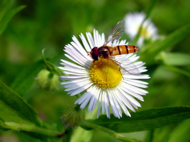 호리꽃등에 Episyrphus balteatus (Marmelade hoverfly); DISPLAY FULL IMAGE.