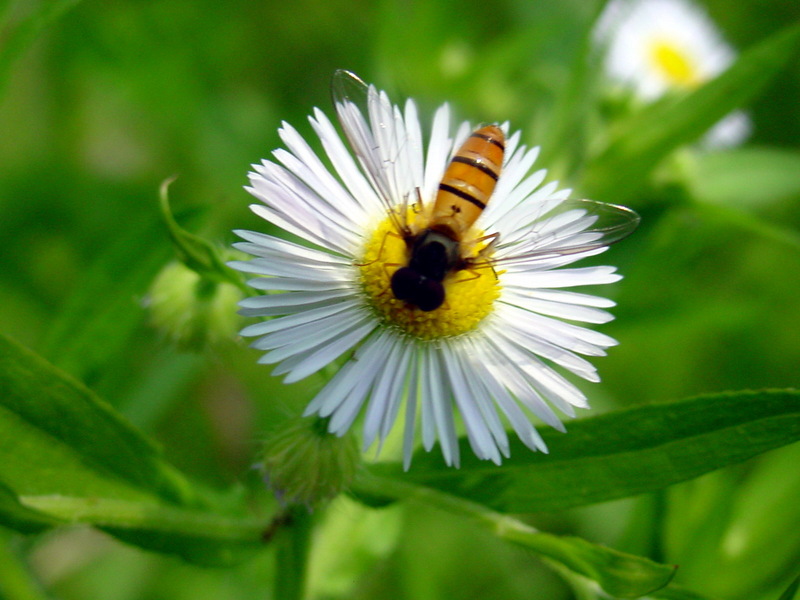 호리꽃등에 Episyrphus balteatus (Marmelade hoverfly); DISPLAY FULL IMAGE.