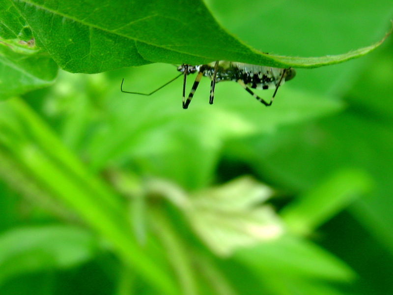 다리무늬침노린재 Sphedanolestes impressicollis (Assassin Bug); DISPLAY FULL IMAGE.