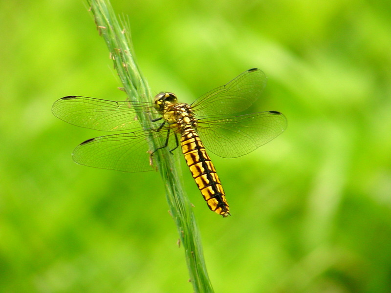 배치레잠자리 Lyriothemis pachygastra (Wide-bellied Skimmer); DISPLAY FULL IMAGE.