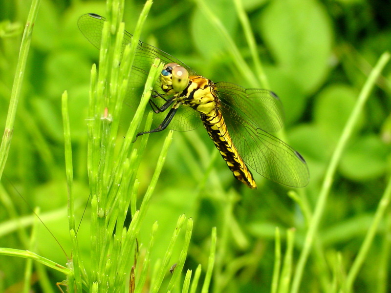 배치레잠자리 Lyriothemis pachygastra (Wide-bellied Skimmer); DISPLAY FULL IMAGE.