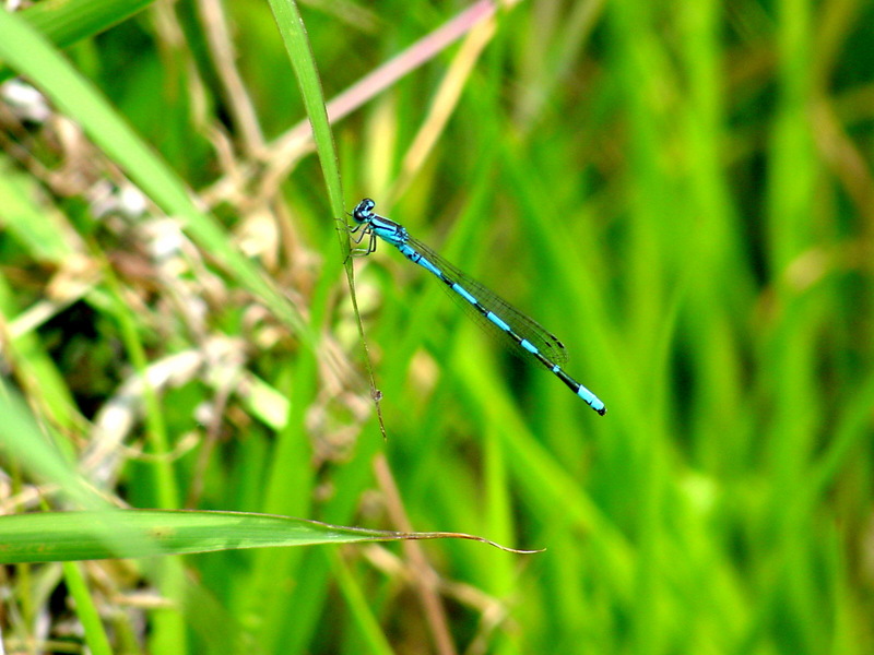 북방실잠자리 Coenagrion lanceolatum (Damselfly); DISPLAY FULL IMAGE.