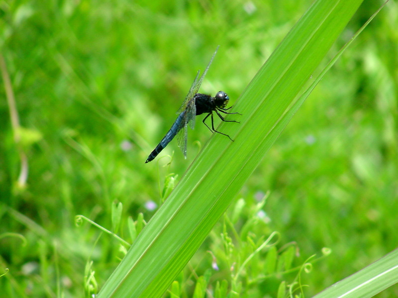 배치레잠자리(수컷) Lyriothemis pachygastra (Wide-bellied Skimmer); DISPLAY FULL IMAGE.