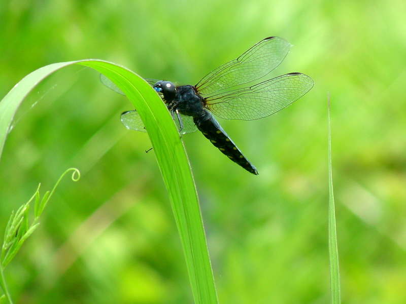 배치레잠자리(수컷) Lyriothemis pachygastra (Wide-bellied Skimmer); DISPLAY FULL IMAGE.