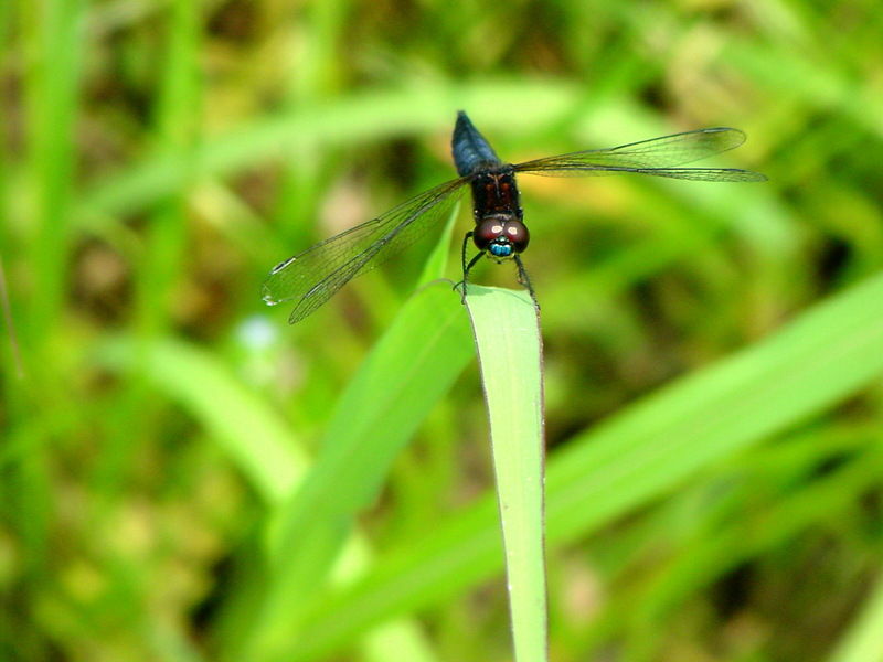 배치레잠자리(수컷) Lyriothemis pachygastra (Wide-bellied Skimmer); DISPLAY FULL IMAGE.