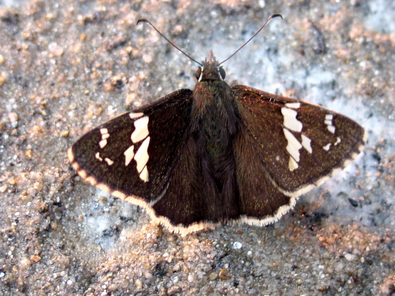 왕자팔랑나비 Daimio tethys (Daimyo Skipper Butterfly); DISPLAY FULL IMAGE.