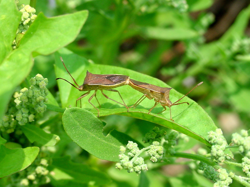 시골가시허리노린재 Cletus punctiger (Squash bug); DISPLAY FULL IMAGE.