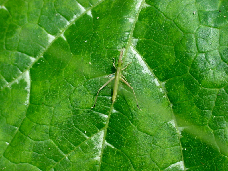 어린 방아깨비(약충) Acrida cinerea (Green Hopper nymph); DISPLAY FULL IMAGE.
