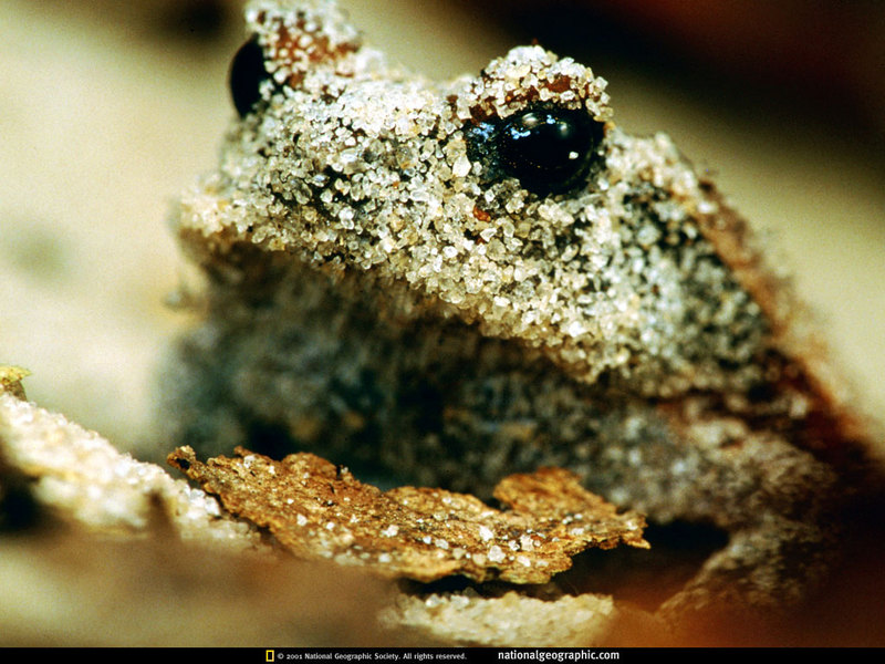 National Geographic - Sanded Frog; DISPLAY FULL IMAGE.