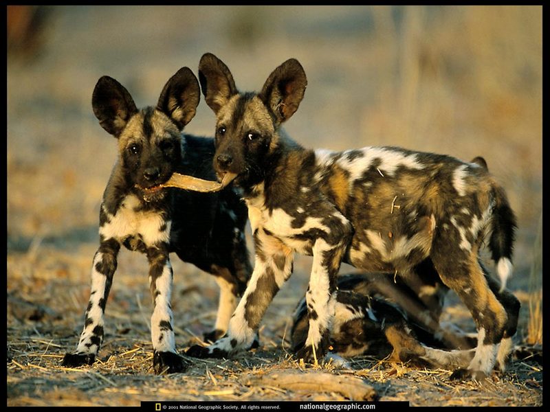 National Geographic - African Wild Dogs; DISPLAY FULL IMAGE.