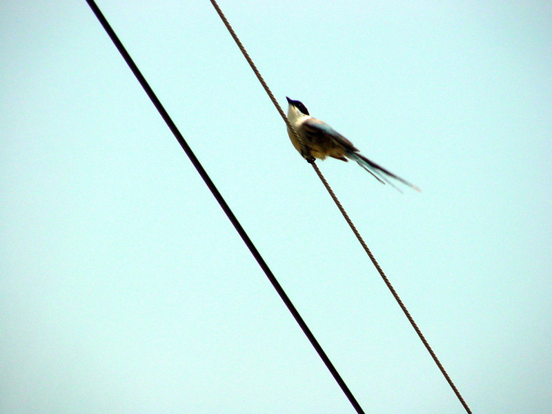 물까치 Cyanopica cyana (Azure-winged Magpie); DISPLAY FULL IMAGE.