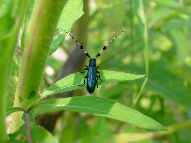 남색초원하늘소 Agapanthia pilicornis (Agapanthia Long-horned Beetle); DISPLAY FULL IMAGE.