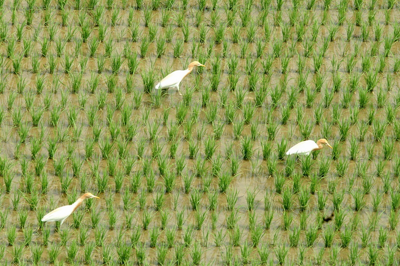 황로 Bubulcus ibis (Cattle Egret); DISPLAY FULL IMAGE.