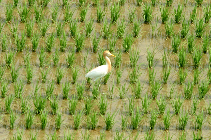 황로 Bubulcus ibis (Cattle Egret); DISPLAY FULL IMAGE.