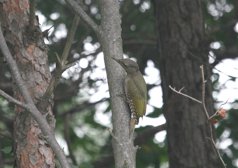 Grey-headed Green  Woodpecker (Female); DISPLAY FULL IMAGE.